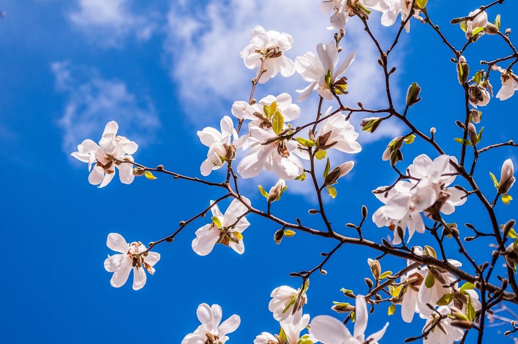 jordanholiday magnolia 2096958 1280