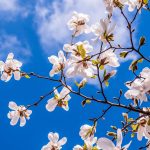 jordanholiday-magnolia-2096958_1280