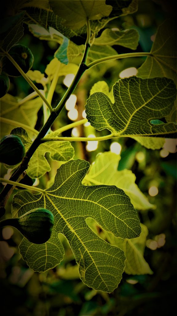 mylene2401 fig tree 5225954