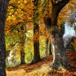 fietzfotos-fall-8404115