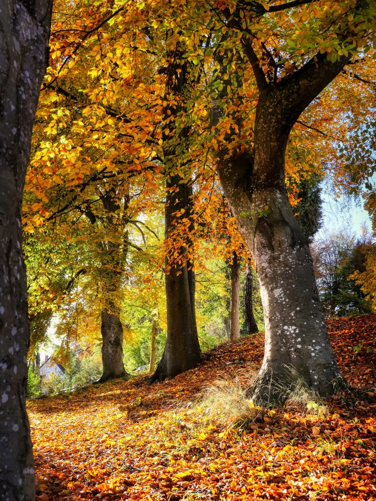fietzfotos fall 8404115